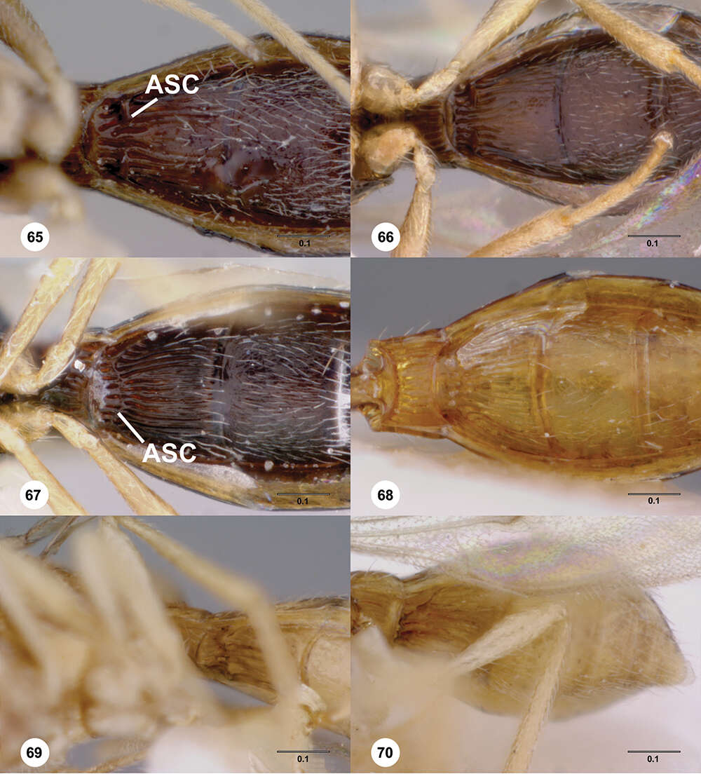 Image of Odontacolus