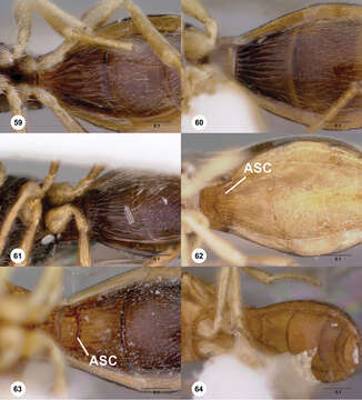 Image de Odontacolus