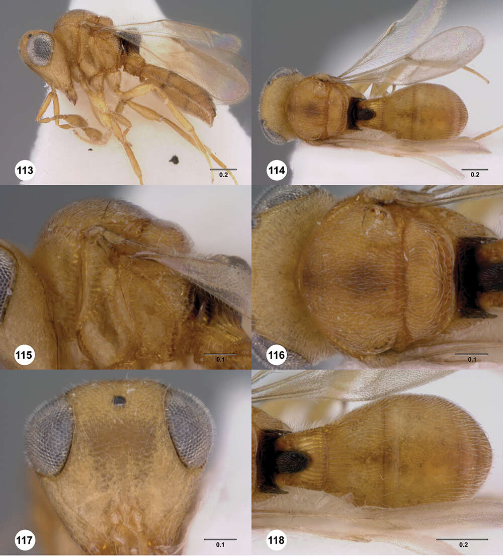 Image of Odontacolus