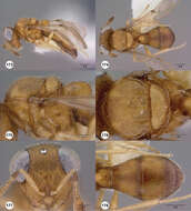 Image of Odontacolus