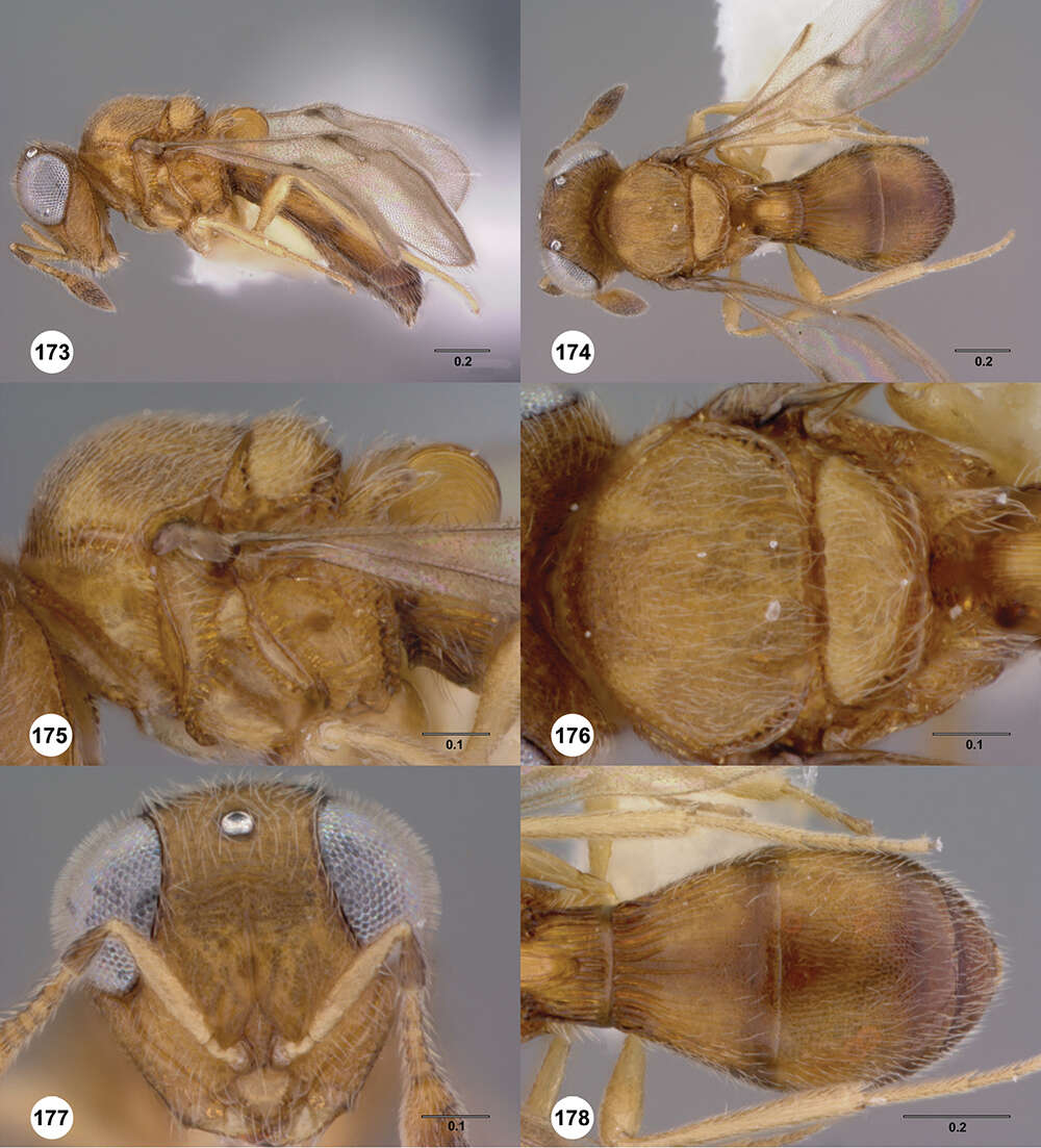 Image of Odontacolus