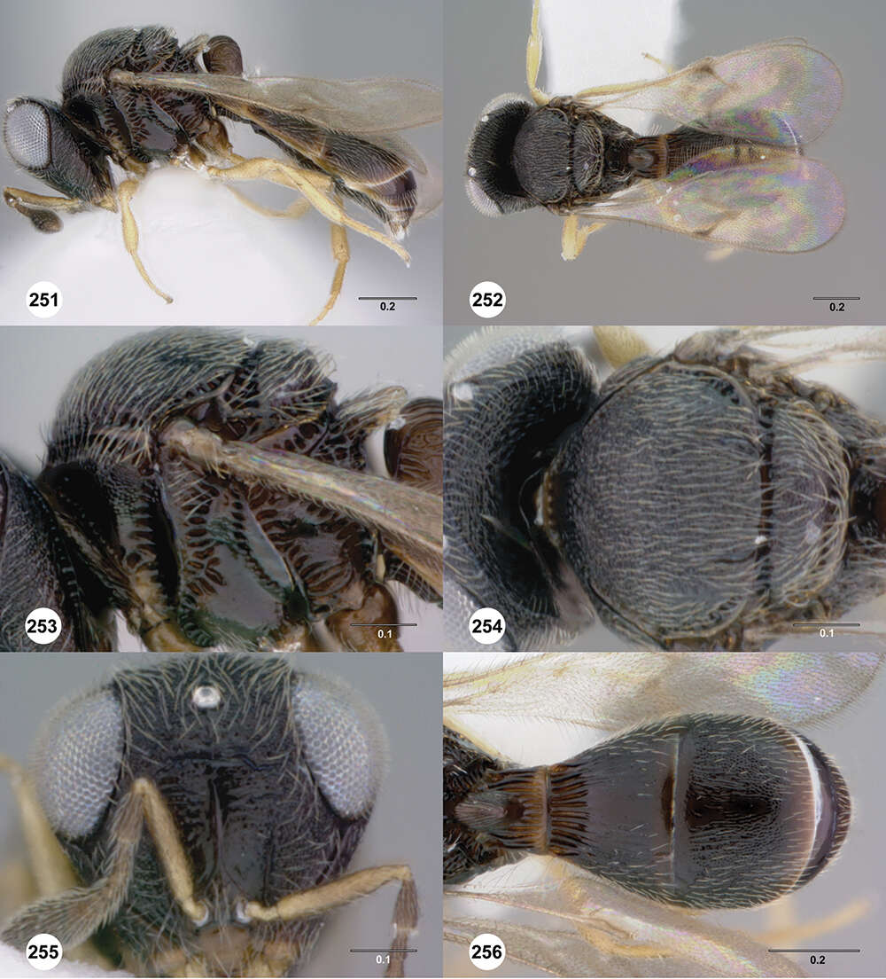 Image of Odontacolus