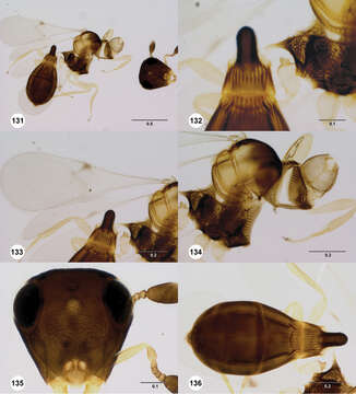 Image de Odontacolus