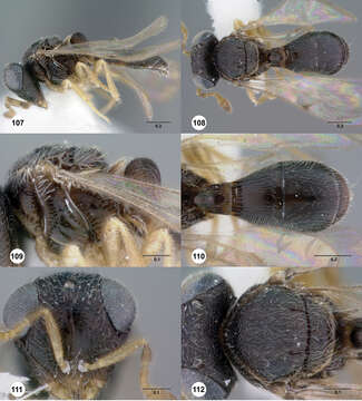 Image de Odontacolus