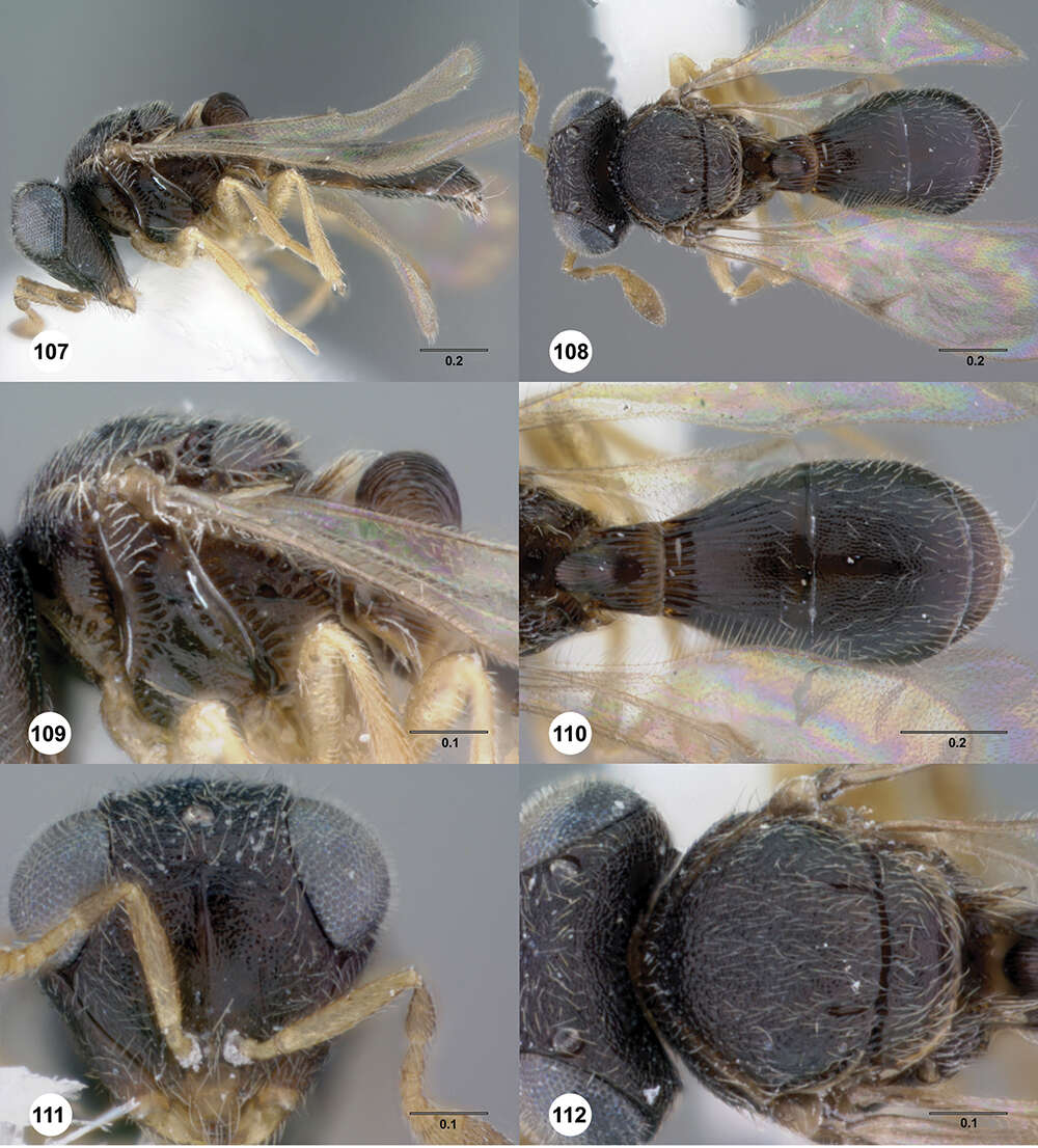 Image of Odontacolus