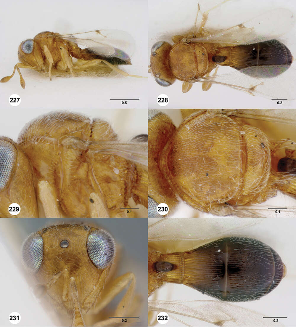 Image of Odontacolus