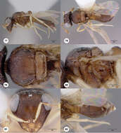 Image of Odontacolus