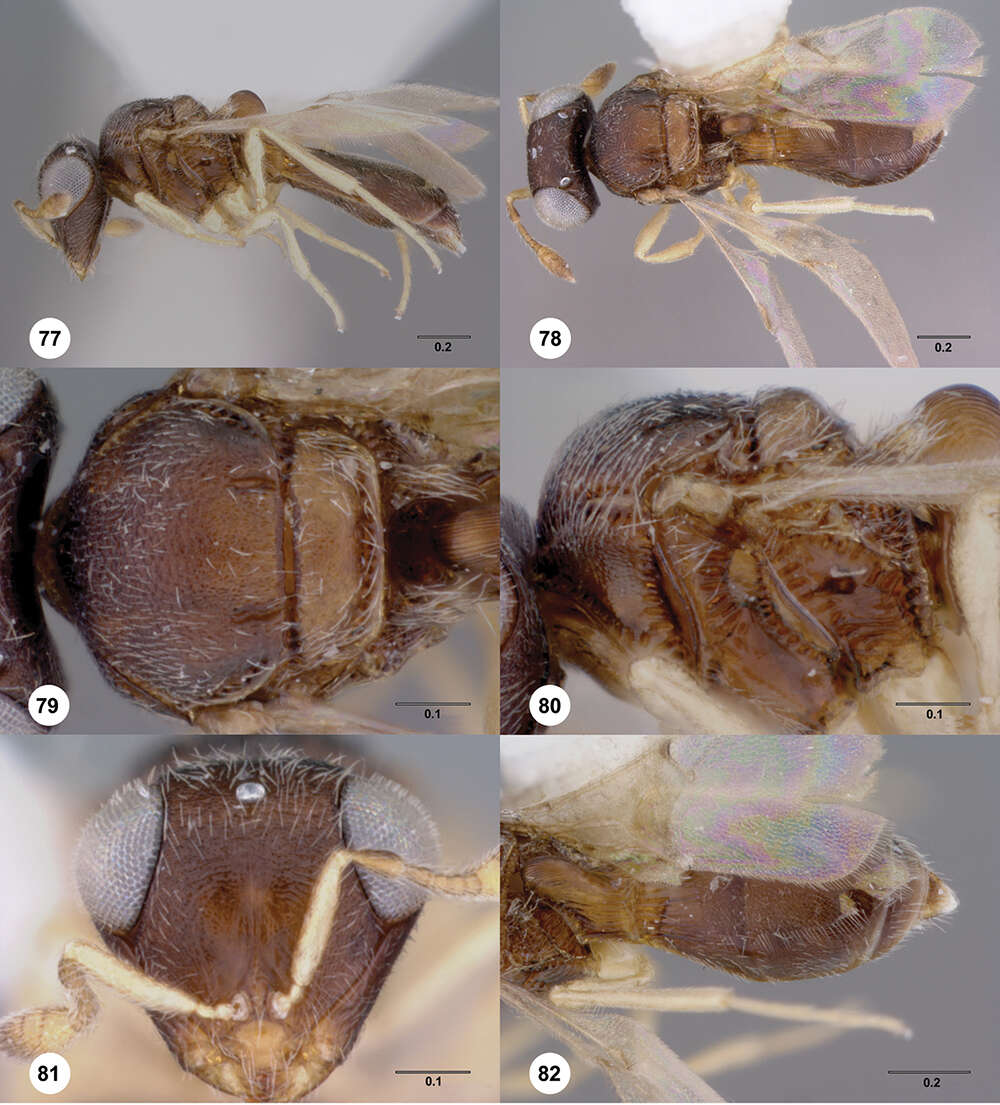 Image of Odontacolus