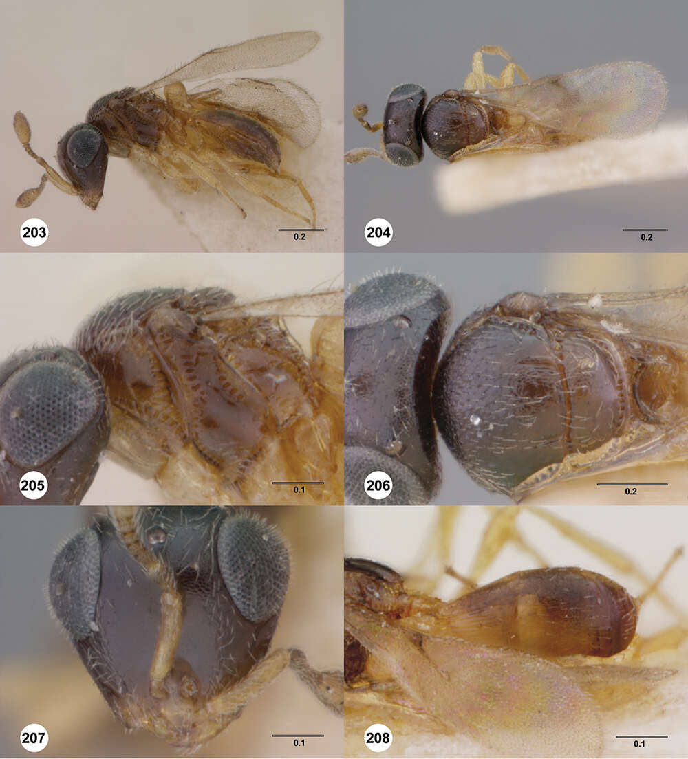 Image of Odontacolus