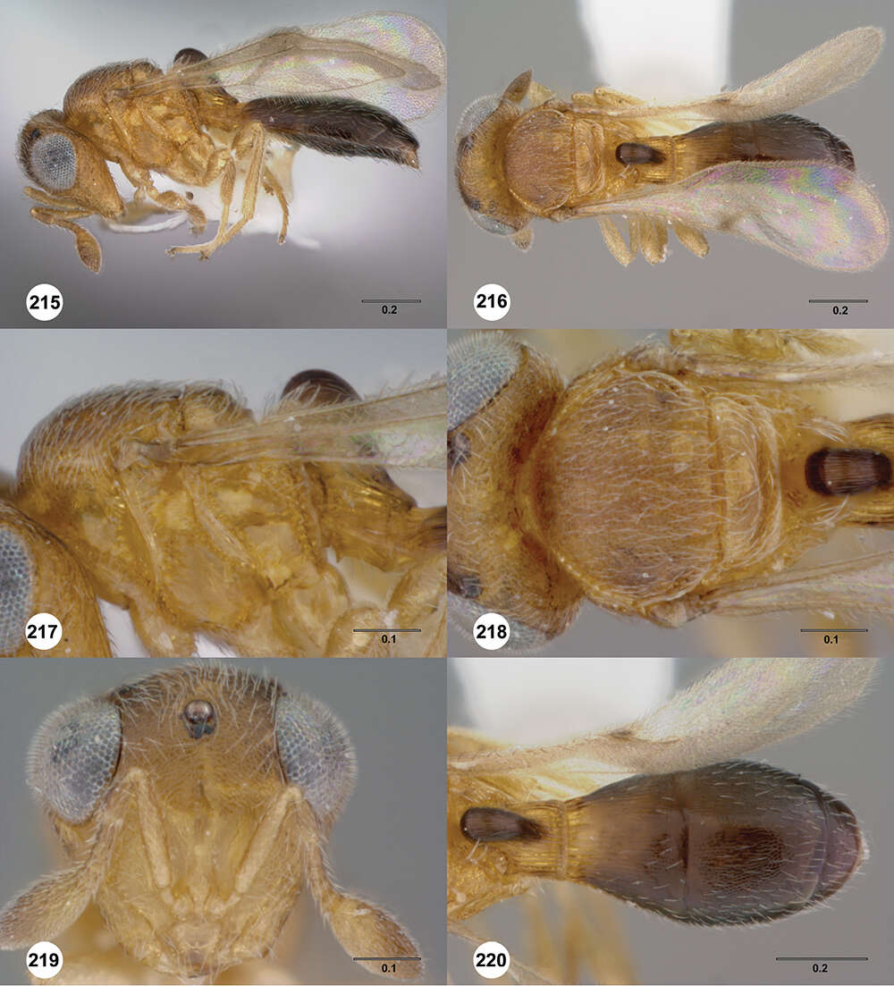 Image of Odontacolus