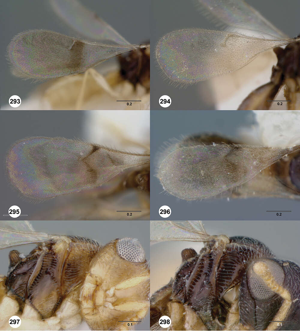 Image of Odontacolus