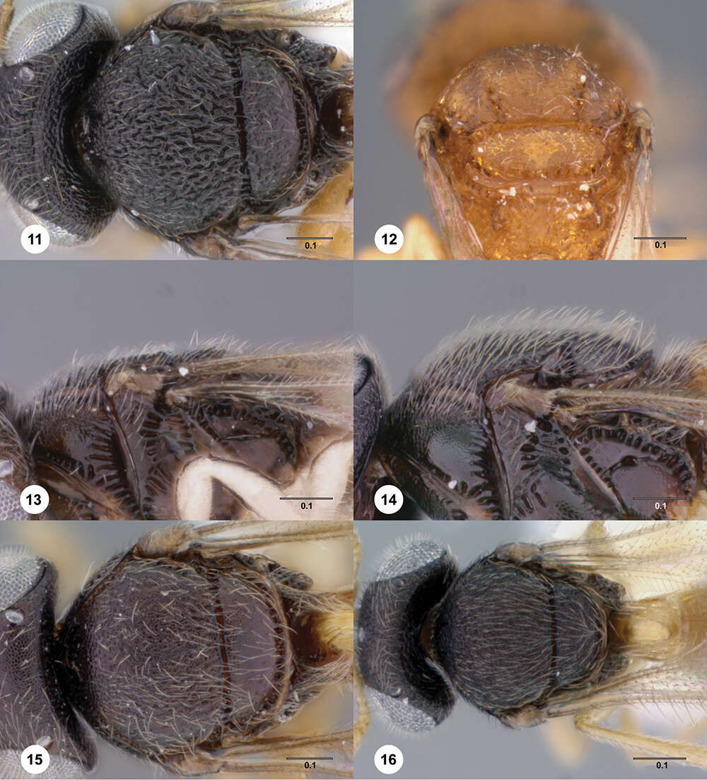 Image of Odontacolus