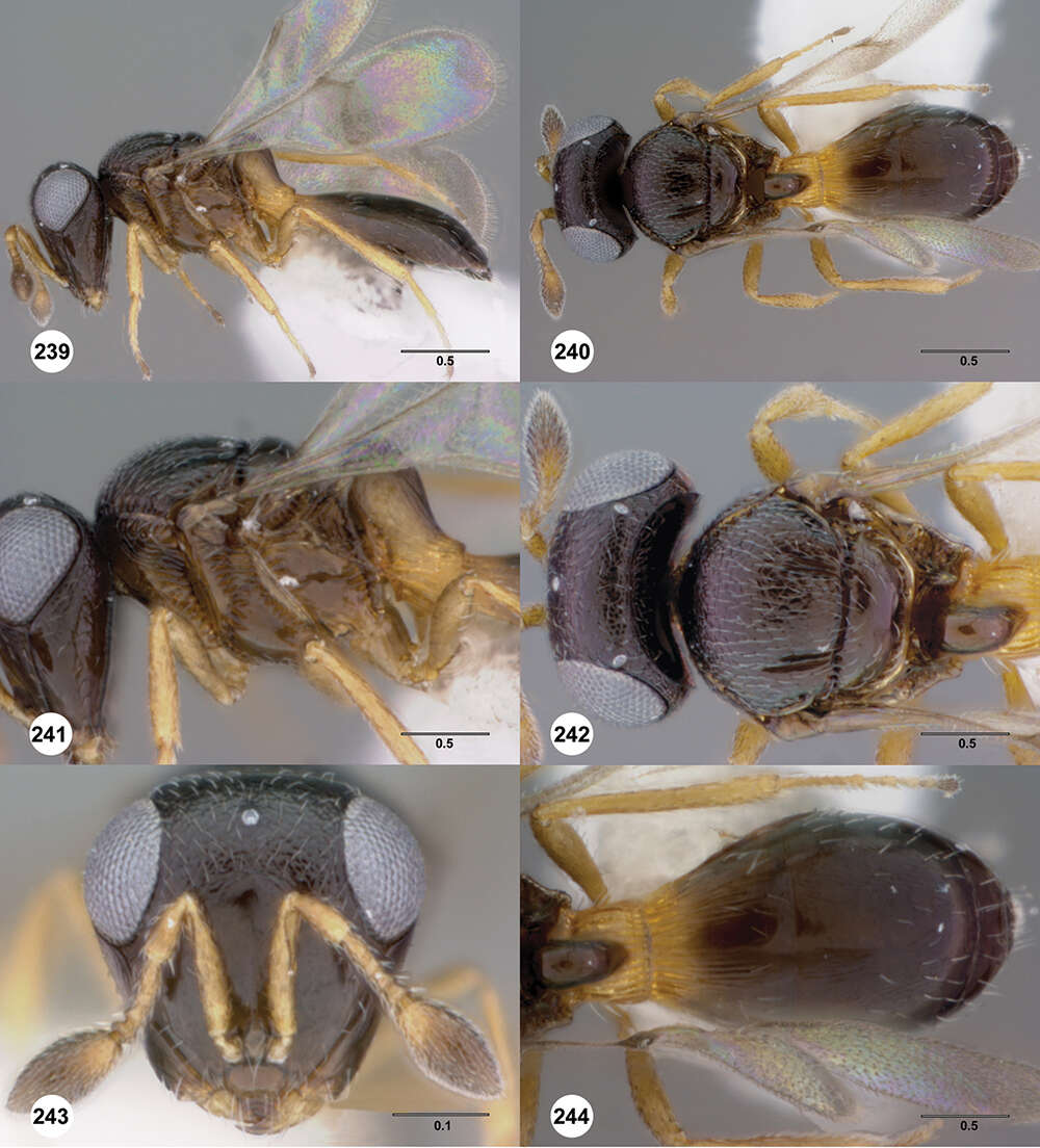 Image of Odontacolus