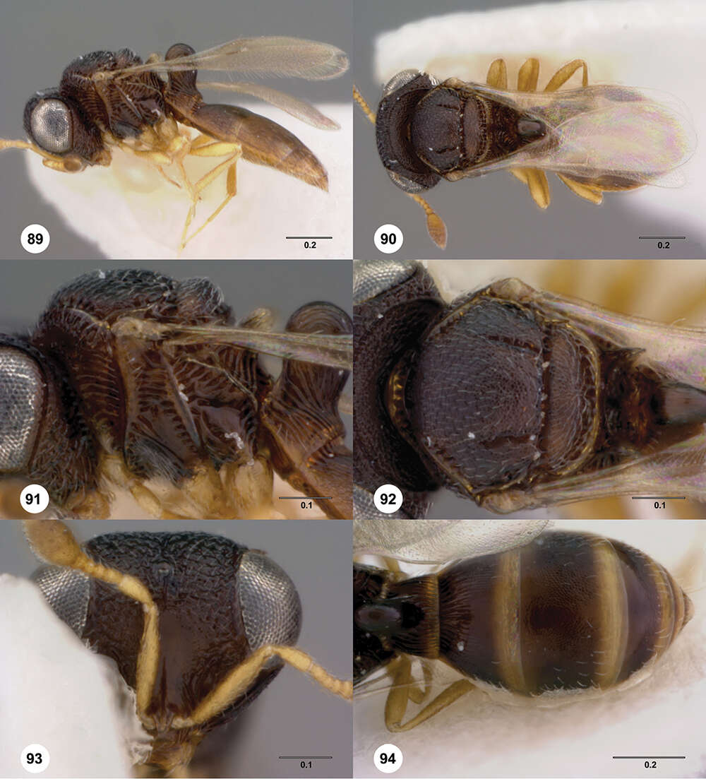 Image of Odontacolus