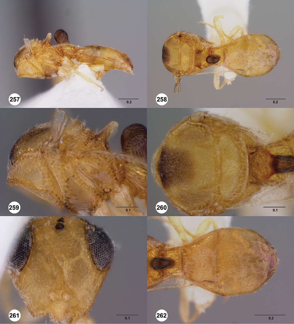 Image of Odontacolus spinosus (Dodd 1914)