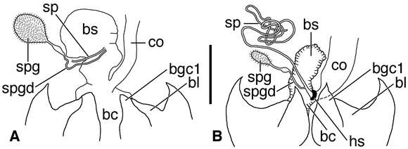 Image of Coarazuphium