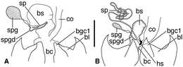 Image of Coarazuphium whiteheadi Ball & Shpeley 2013