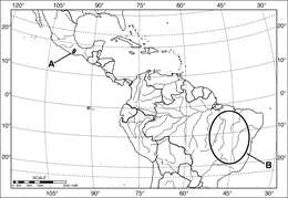 Image of Coarazuphium whiteheadi Ball & Shpeley 2013