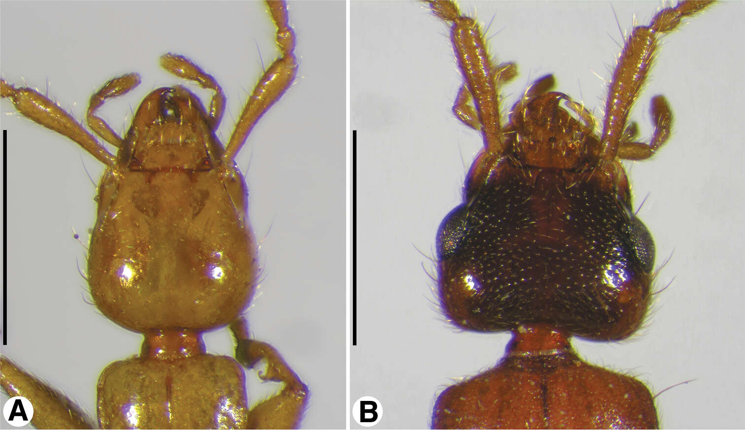 Image of Coarazuphium whiteheadi Ball & Shpeley 2013