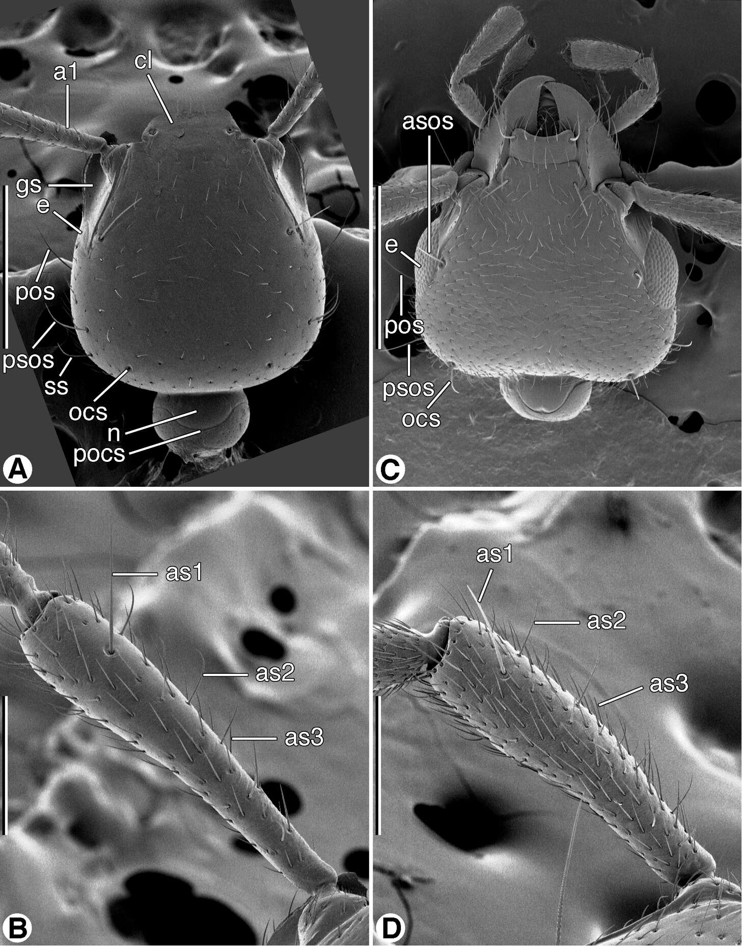 Image of Coarazuphium whiteheadi Ball & Shpeley 2013