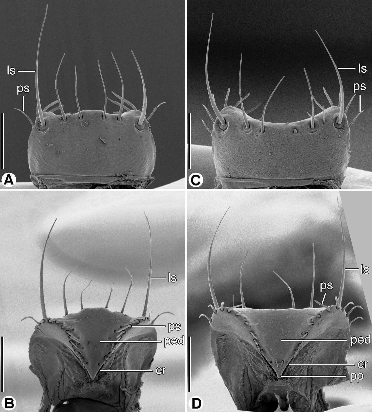 Image of Coarazuphium whiteheadi Ball & Shpeley 2013