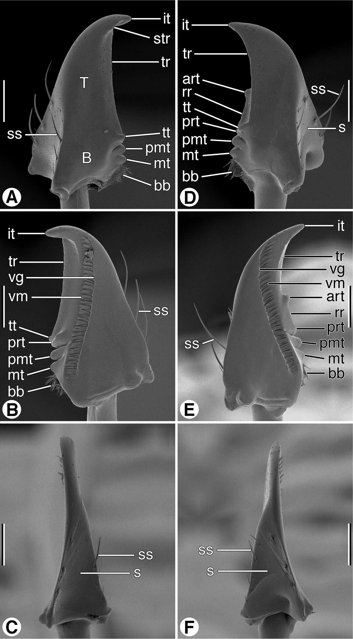 Image of Coarazuphium whiteheadi Ball & Shpeley 2013