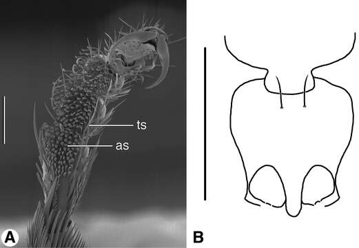 Image of Coarazuphium whiteheadi Ball & Shpeley 2013