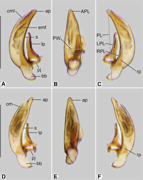 Image of Coarazuphium whiteheadi Ball & Shpeley 2013