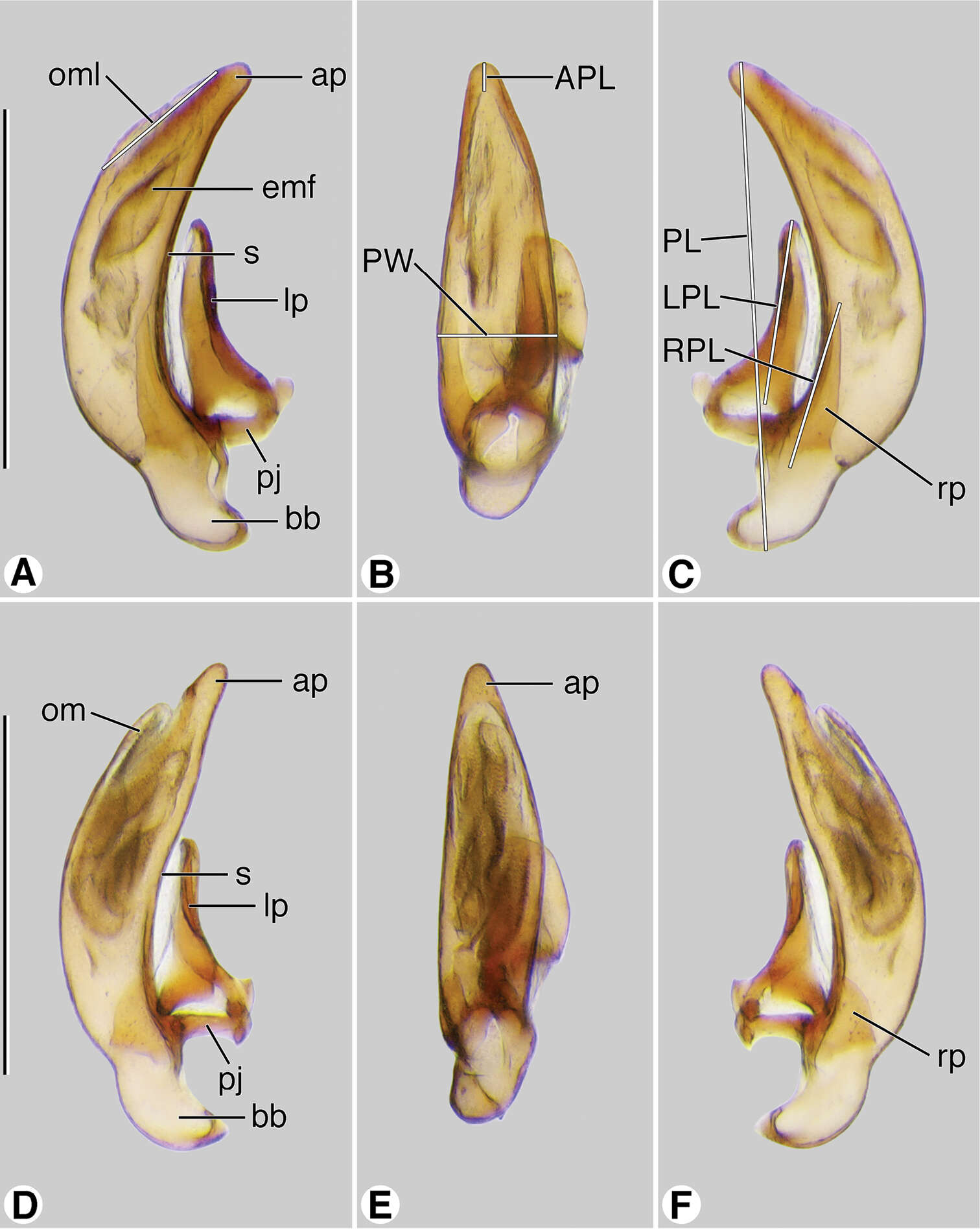 Image of Coarazuphium whiteheadi Ball & Shpeley 2013