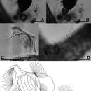 Image of Collotheca ferox (Penard 1914)