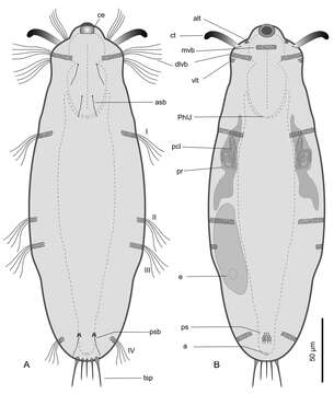 Image of gastrotrichs