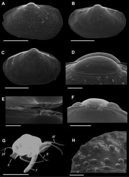 Plancia ëd unclassified Bivalvia