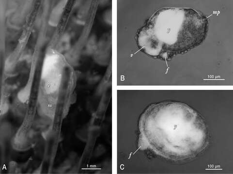 Plancia ëd unclassified Bivalvia