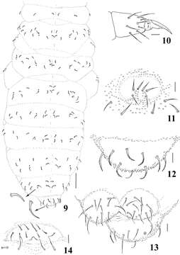 Image of Micronella