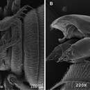 Image of Caurinus tlagu Sikes & Stockbridge