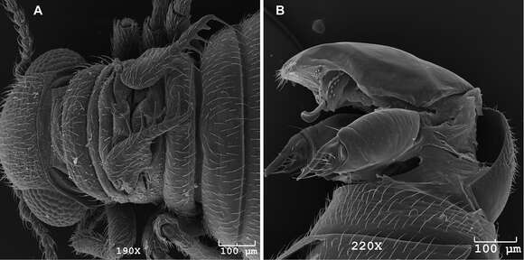 Image of snow scorpionflies