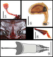 Image of Scelidopetalon biwenxuani Dai & Zhao