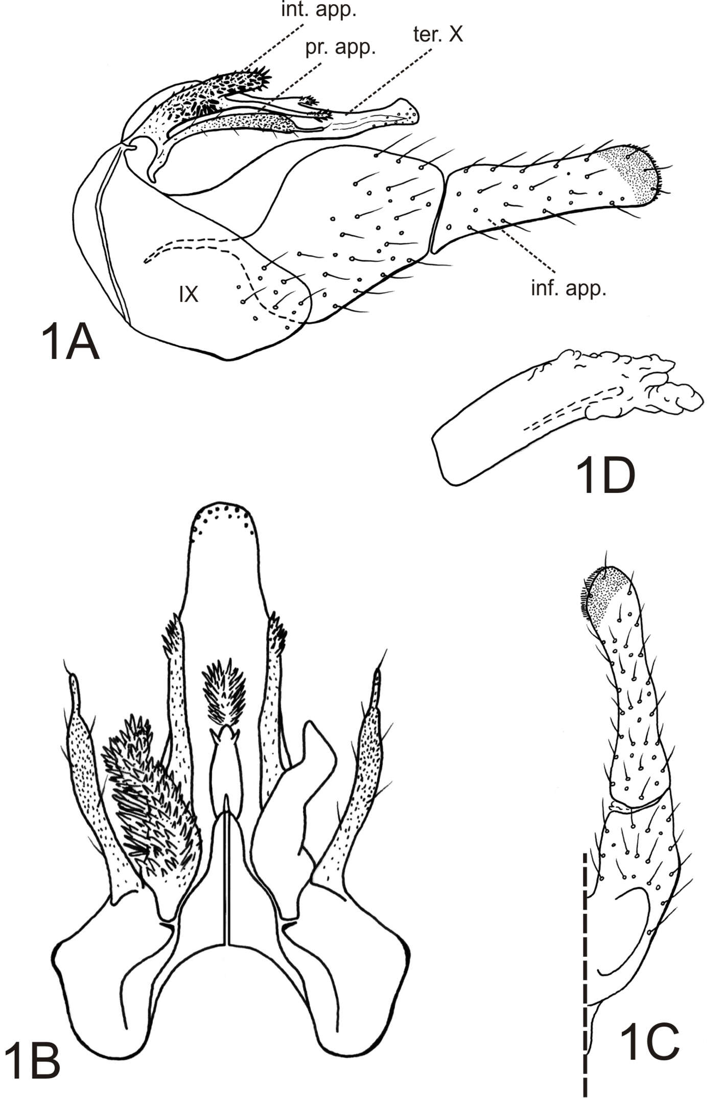 Image of fingernet caddisflies