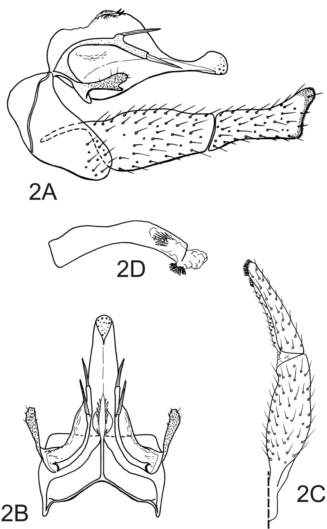 Image of <i>Alterosa castroalvesi</i> RJ Blahnik 2005