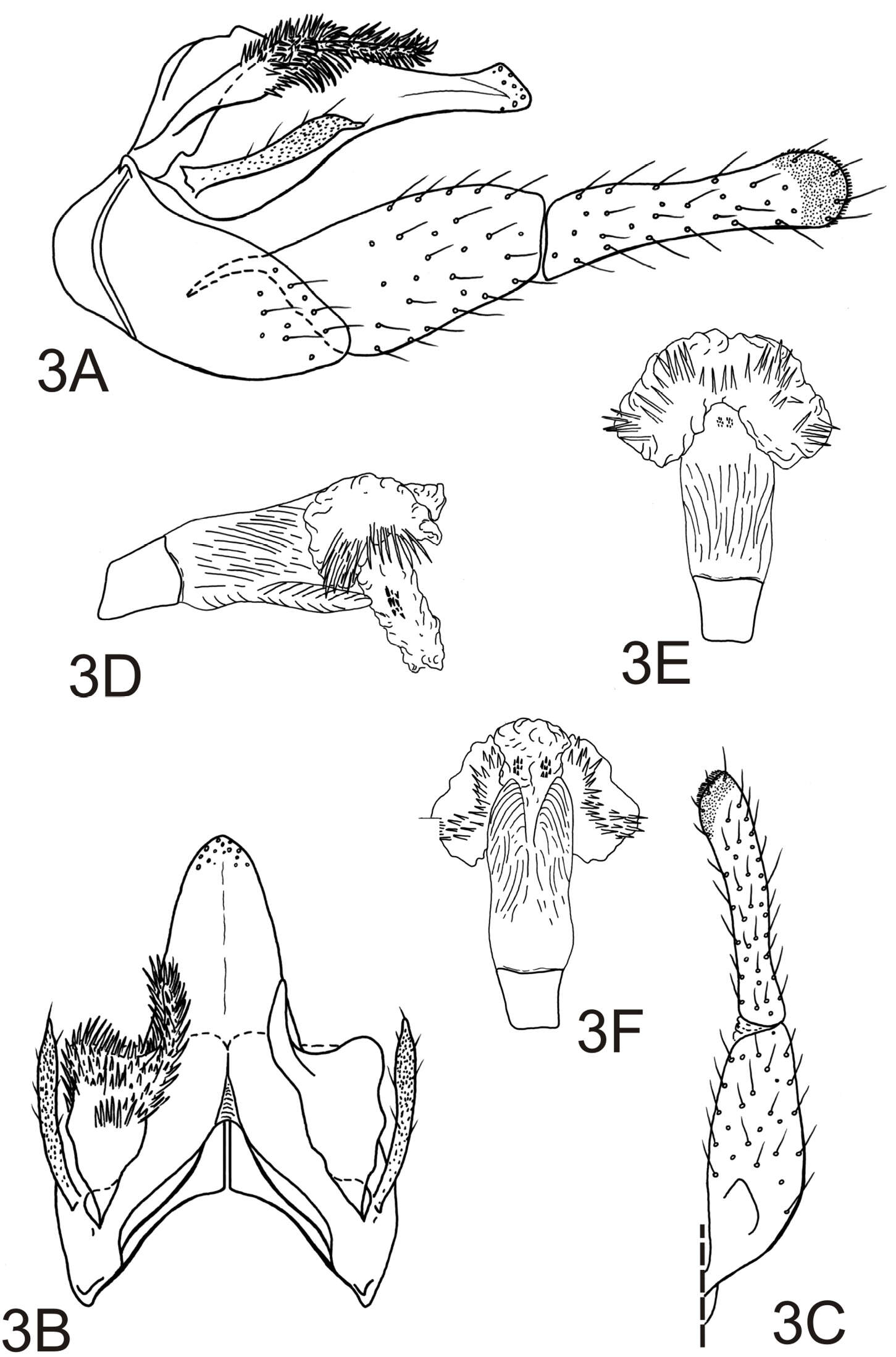 Image de <i>Alterosa caymmii</i> RJ Blahnik 2005