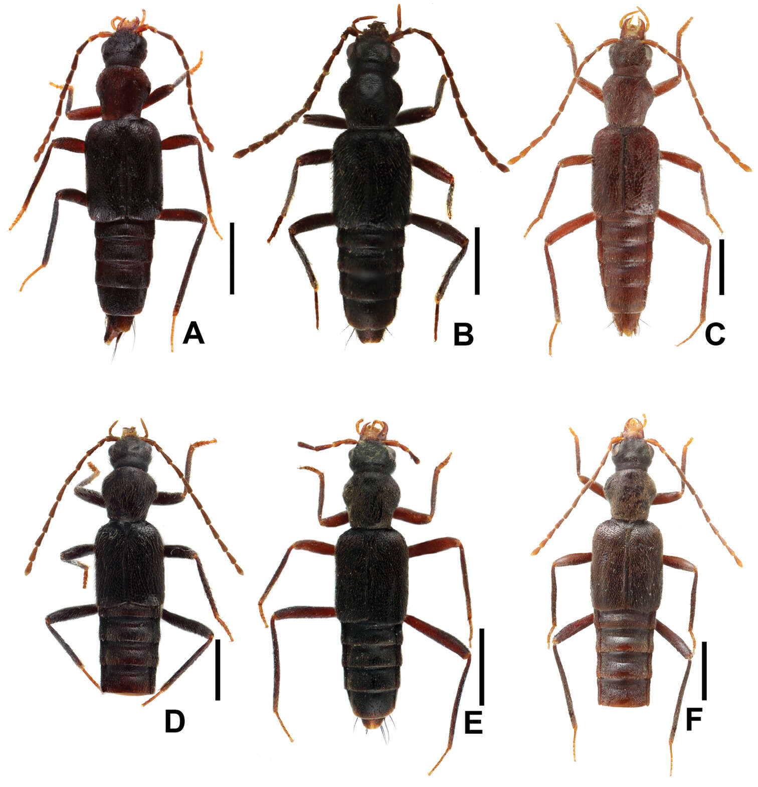 Image of Derops punctipennis Schülke 2003