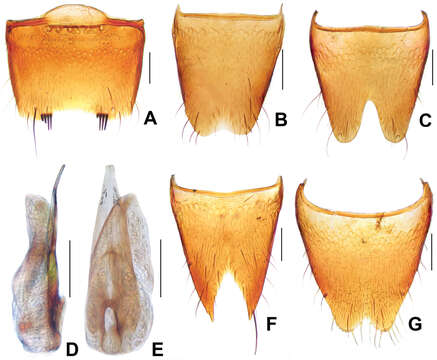 Image of Derops punctipennis Schülke 2003