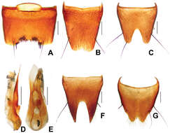 Image of Derops schillhammeri Schülke 2003