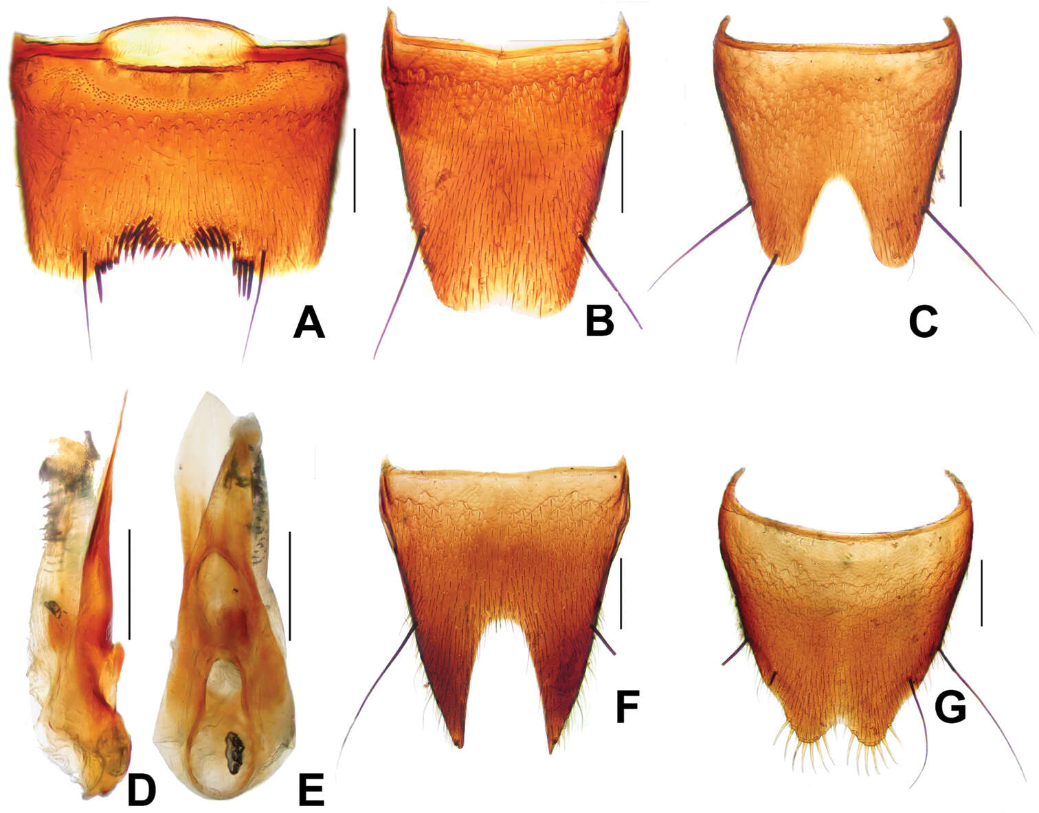 Image of Derops schillhammeri Schülke 2003