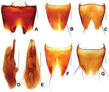 Image of Derops smetanai Schülke 2003