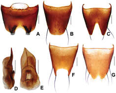 Image of Derops dingshanus Watanabe & Y. 1999