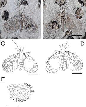 Image of Choristopsychidae