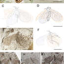 Image of Choristopsyche tenuinervis Martynov 1937