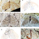 Image of <i>Choristopsyche perfecta</i> Martuinov 1937