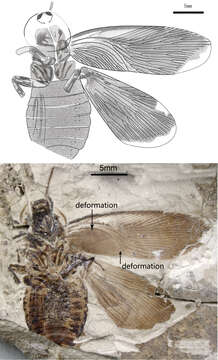 Sivun Caloblattinidae kuva